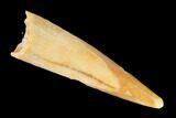 Fossil Pterosaur (Siroccopteryx) Tooth - Morocco #145204-1